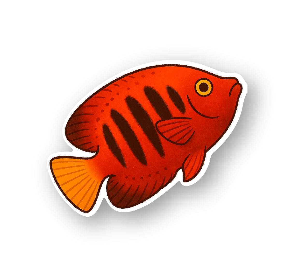 Flame Angelfish
