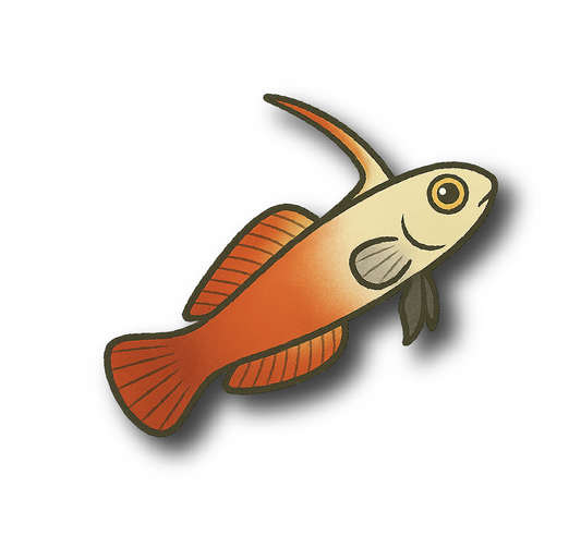 Firefish Goby